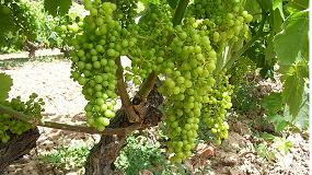 Foto de Nueva estrategia de control biolgico de la podredumbre de la uva