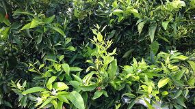 Picture of [es] Efecto de diferentes aportes de potasio va foliar sobre la produccin, calidad y estado nutritivo de plantas de Clementina de Nules