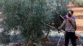 Foto de Los agricultores, satisfechos al fin con las ventas de aceite de oliva tras aos de ruina