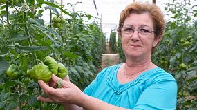 Picture of [es] El tomate Dumas se consolida en los invernaderos de Almera por su fcil manejo, calidad y alta produccin
