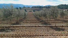 Foto de El IRTA organiza una jornada sobre el riego y la fertilizacin en olivo