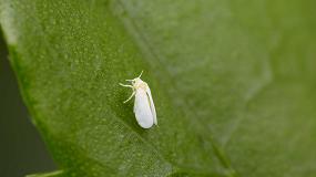 Foto de El nuevo insecticida natural 'Tec-Bom' de Grupo Agrotecnologa consigue un elevado control sobre la mosca blanca