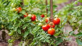Foto de La evolucin de mil variedades de tomate a altas temperaturas, a prueba en Paiporta