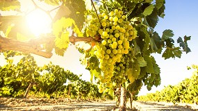 Foto de Visin avanzada para el control de la calidad de la uva