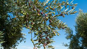 Foto de Efecto de la separacin del fruto procedente del suelo y vuelo en la calidad y composicin del aceite de oliva virgen