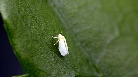 Foto de Tec-Bom de Grupo Agrotecnologa consigue un elevado control sobre la mosca blanca