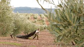 Foto de La DO Sierra de Segura producir cerca de 30 millones de kg de aceite de oliva en la campaa 16/17