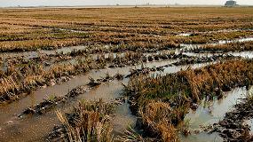 Foto de Nuevo modelo para predecir los efectos de la subida del nivel del mar en la produccin de arroz