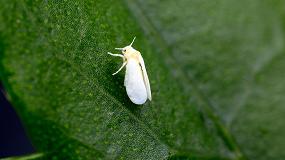 Foto de Grupo Agrotecnologa muestra su insecticida natural contra la mosca blanca 'Tec-Bom' a tcnicos del sector