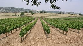 Foto de Una cosecha histrica en Ribera de Duero