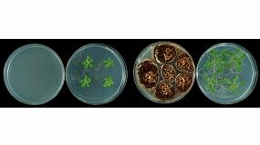 Foto de Los microorganismos fitopatgenos emiten compuestos que fomentan el crecimiento de las plantas