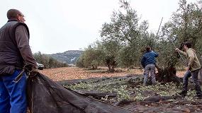 Fotografia de [es] Cooperativas Agro-alimentarias prev una campaa de produccin de aceite entre 85.000 y 95.000 toneladas en Castilla-La Mancha