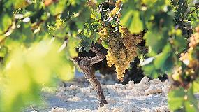 Foto de CECRV considera un error grave el impuesto a productos vitivincolas intermedios