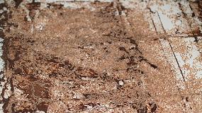 Foto de La nueva norma UNE 56418:2016 regula el protocolo de actuacin en cascos urbanos afectados por termitas subterrneas