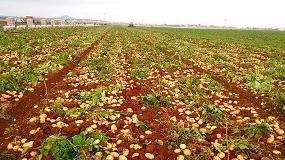 Foto de Brotone contribuye a aumentar la produccin y la rentabilidad del cultivo de patata