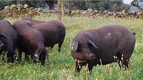 Foto de El censo de las granjas de cerdo ibrico crece un 70% en los ltimos 5 aos