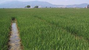 Foto de Ayudas y requerimientos del cultivo del arroz, eje central de una nueva jornada organizada por el IRTA