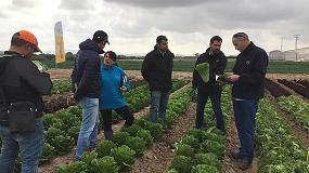 Foto de Bayer triunfa con Glamoral y Sideral: las lechugas Romanas con ms peso