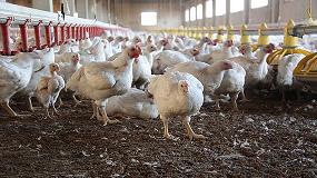 Foto de La industria avcola podr envasar sus productos con plsticos biodegradables obtenidos de las plumas que los mataderos desechan