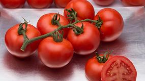 Picture of [es] Syngenta presenta su nuevo tomate rama Versalles