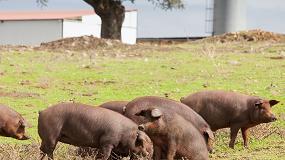 Picture of [es] 24 granjas nominadas en la primera edicin de los Porc d'Or Ibrico