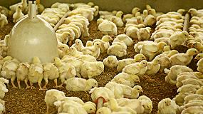 Foto de Campylobacter en canales de pollos de engorde, actualizacin del Reglamento 2073/2005