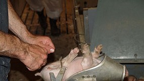 Foto de Europa busca alternativas a la castracin quirrgica en cerdos