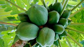 Foto de El cultivo de la papaya en el Sureste de Espaa