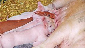 Foto de Un pequeo gran avance en la lucha contra la peste porcina africana