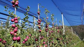 Foto de El cultivo del manzano en Espaa: situacin actual e innovacin varietal