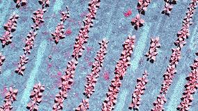 Picture of [es] Investigadores del CSIC desarrollan un algoritmo que detecta las malas hierbas dentro y fuera de la lnea del cultivo