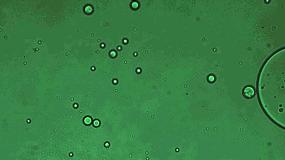 Foto de La encapsulacin como nueva tecnologa de formulacin de extractos naturales