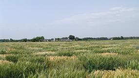 Foto de Identifican marcadores de inters agronmico en trigo duro a partir de variedades locales mediterrneas