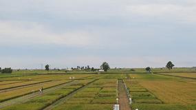 Picture of [es] La jornada IRTA de referencia sobre el cultivo del arroz celebra 25 aos al lado del sector
