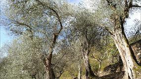 Foto de Brava, el ltimo reducto gallego en el mundo del olivo