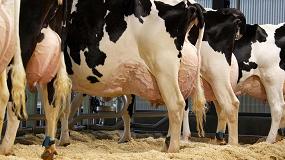 Foto de El IRTA distingue a las vacas lecheras ms eficientes y menos contaminantes a travs del metagenoma
