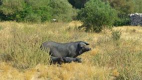 Foto de El Cerdo Negro Mallorqun puede ser rentable como actividad complementaria