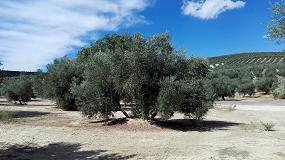Foto de EPIK y STILO HYDRO, la proteccin total del olivo