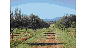 Fotografia de [es] Almendra de Montaa, un proyecto para adaptar las nuevas variedades de almendro en regado