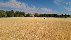 Foto de Las indemnizaciones del seguro agrario por sequía en el cereal superarán los 100 M€