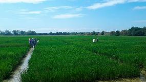 Foto de Sorprendentes y positivos resultados de variedades de arroz tolerantes a la salinidad