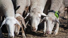 Fotografia de [es] La Trashumancia Big Data define los caminos para los pastores del maana