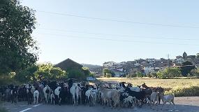 Foto de El scrapie atípico de ovejas y cabras puede dar origen a la cepa de prion causante de la epidemia de las 'vacas locas'