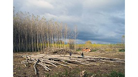 Foto de Cose promueve la biomasa forestal primaria en Expobioenerga