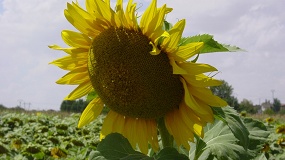 Foto de Ensayos de Girasol en Castilla-La Mancha. Campa�a 2019