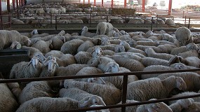 Foto de La producción de carne de ovino sigue a la baja en 2020 y cae un 1,1% en enero
