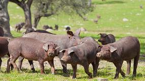 Foto de El sector del cerdo ibérico pide habilitar el almacenamiento privado ante la caída del consumo