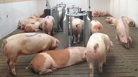 Foto de China aumenta las autorizaciones a empresas españolas para la exportación de carne de porcino