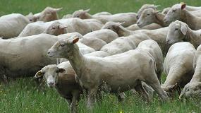 Fotografia de [es] Las cooperativas piden un amplio presupuesto para las ayudas de ovino y caprino