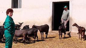 Foto de Demandan ayudas a los ganaderos de caprino y ovino de leche por reducir un 10% su producción